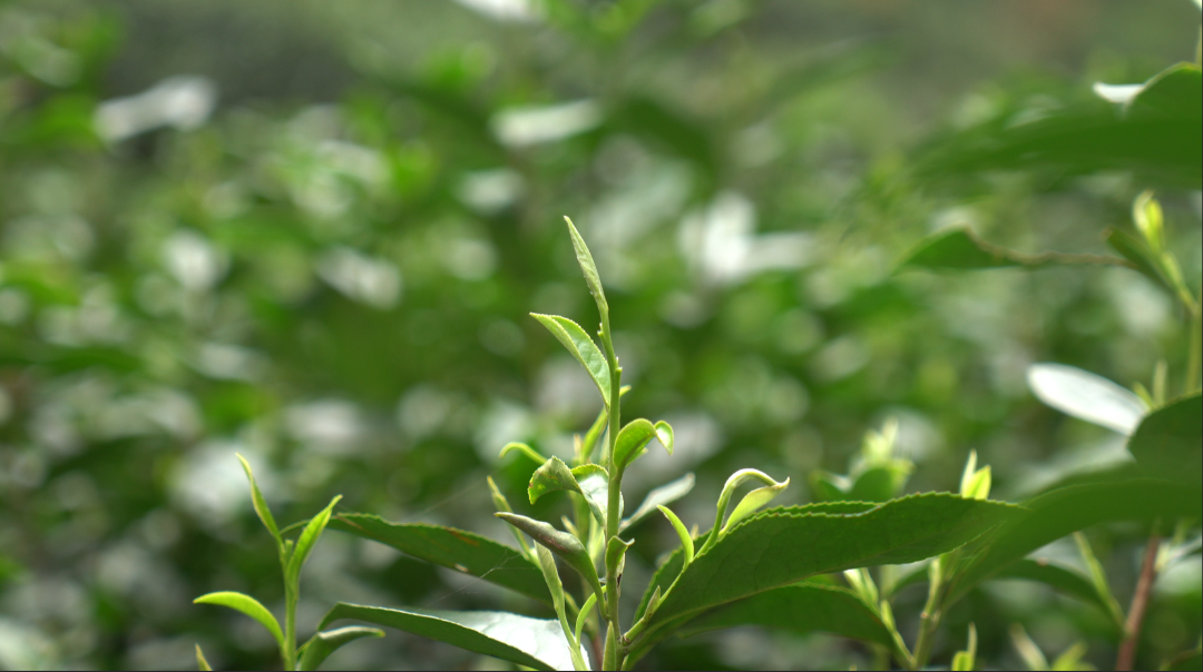 微信圖片_20250319102717.png 微信圖片_20250319102717.png